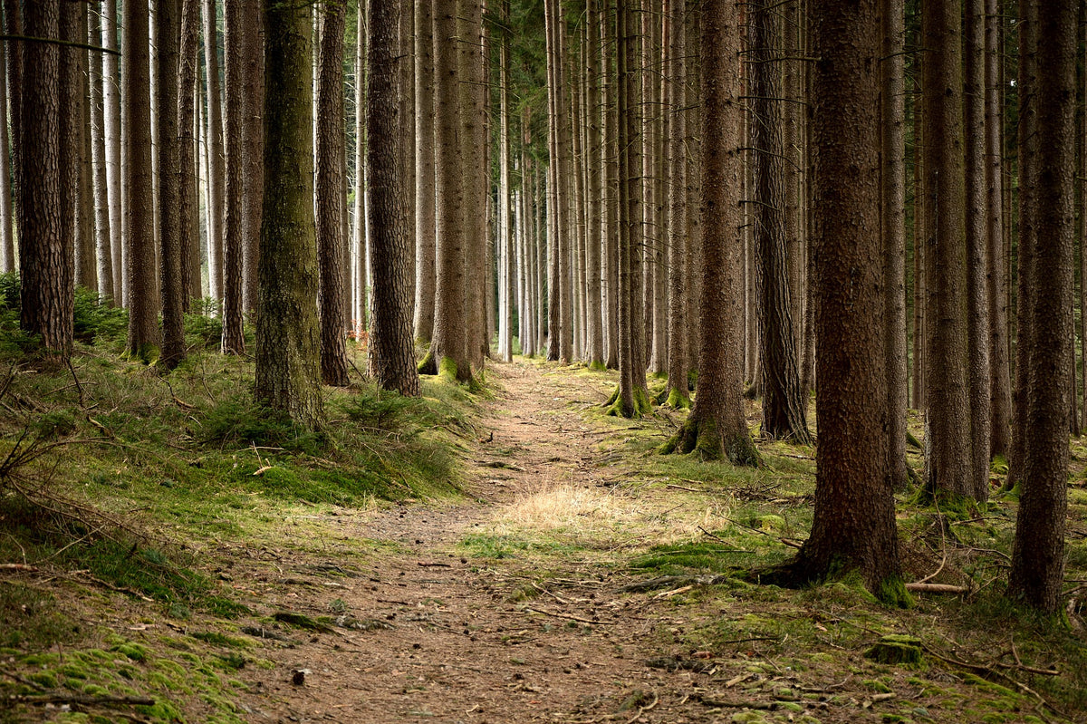 Forestry and Gardening Safety Clothing and Safety Shoes: What You Need To Know